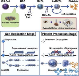 新干細(xì)胞技術(shù)突破 規(guī)模化生產(chǎn)血小板，為臨床輸血注入新希望